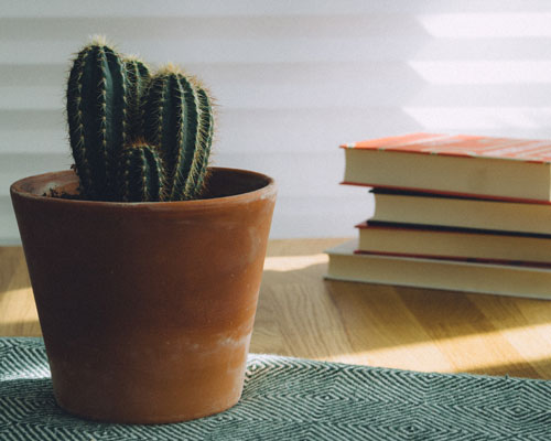 Kaktus und Bücher